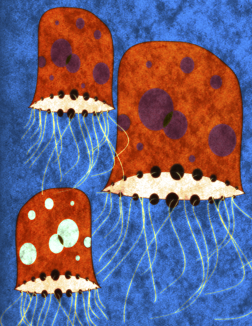 Jellyfish.png