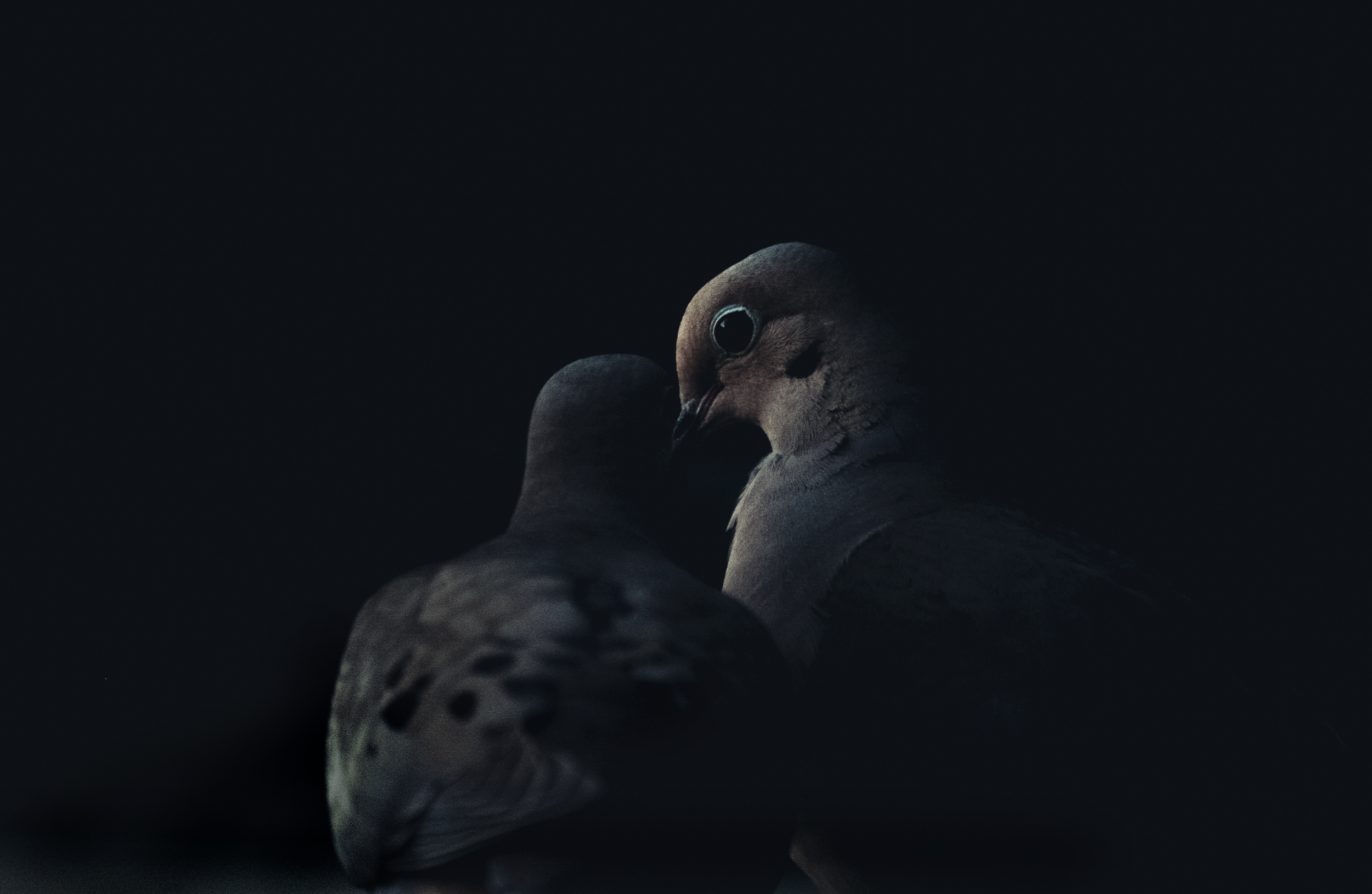 dove love 2.png