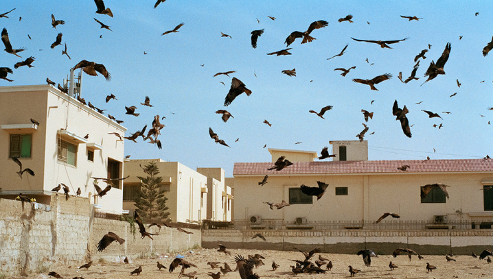 image by Naveen Naqvi