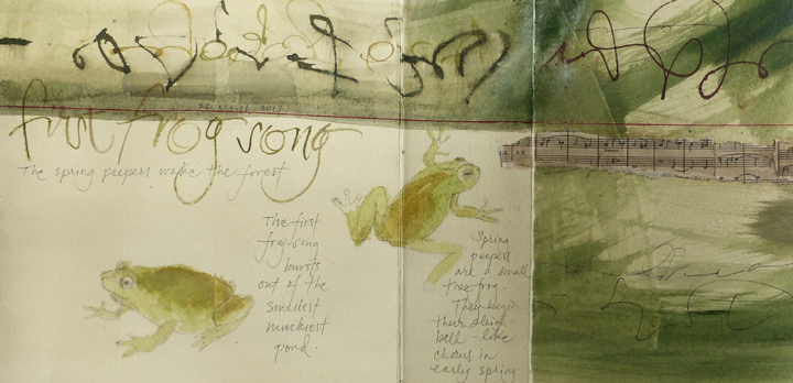 The spring peepers, small tree frogs, wake up spring in the forest, L Doctor