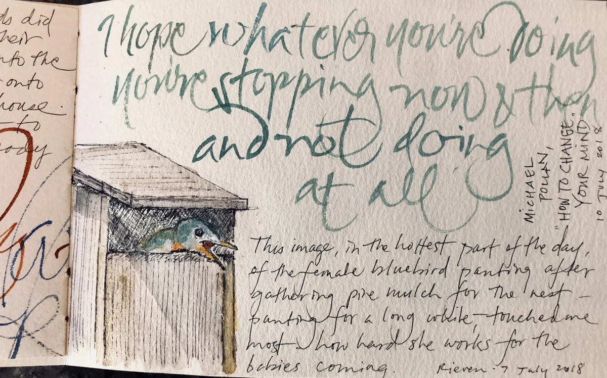 Female bluebird pausing and panting after collecting pine needles in the heat for her nest. – L Doctor sketchbook