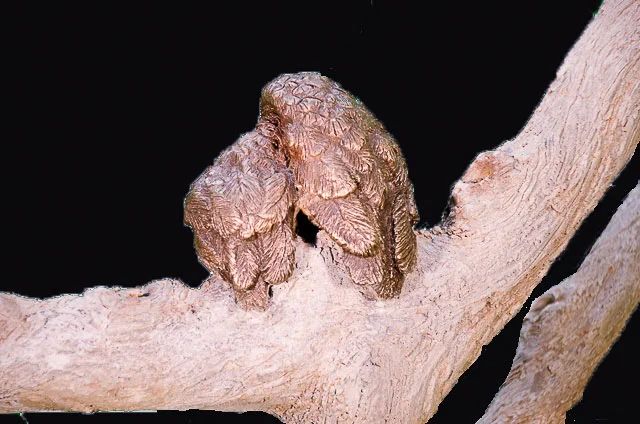 LOVE BIRDS ON FAUX BOIS BENCH