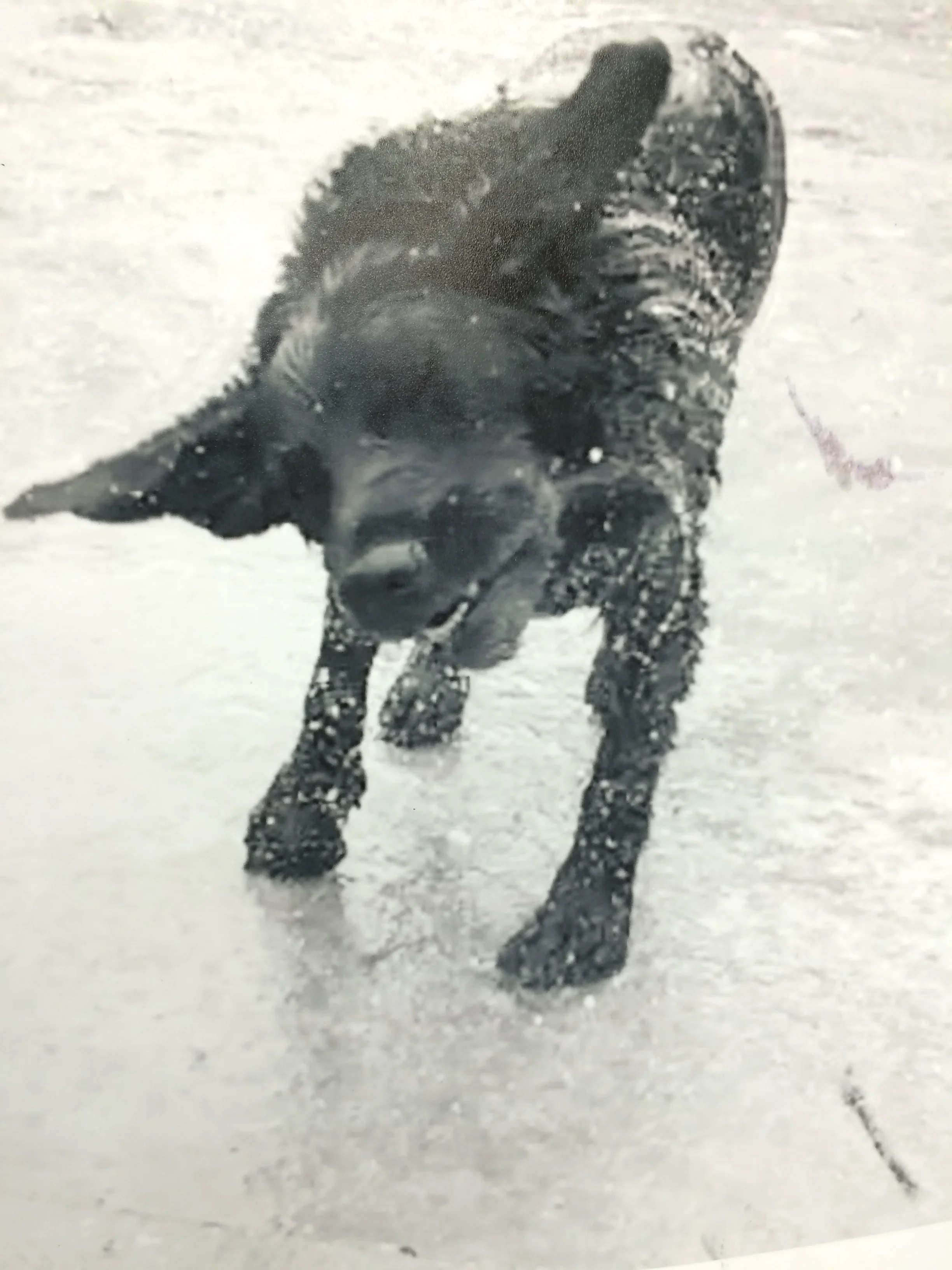 This is a screen shot of Kitty last Easter at the dog park. I took it from Griffin's video of Kitty shaking off water. This screen shot is the inspiration for the first wire sculpture. 