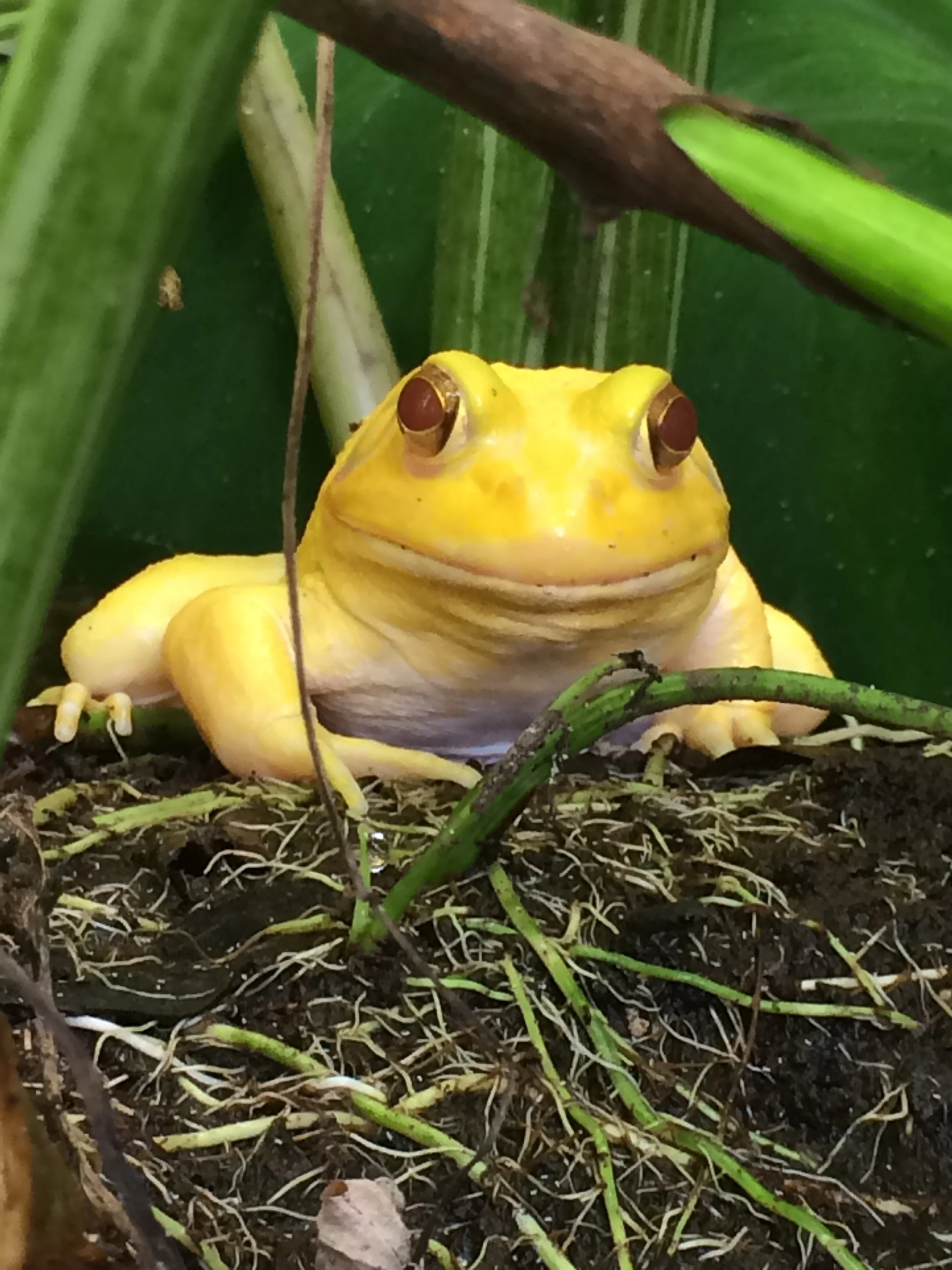 Close up of my albino bullfrog. he is a a baby about 4"long sitting down. 