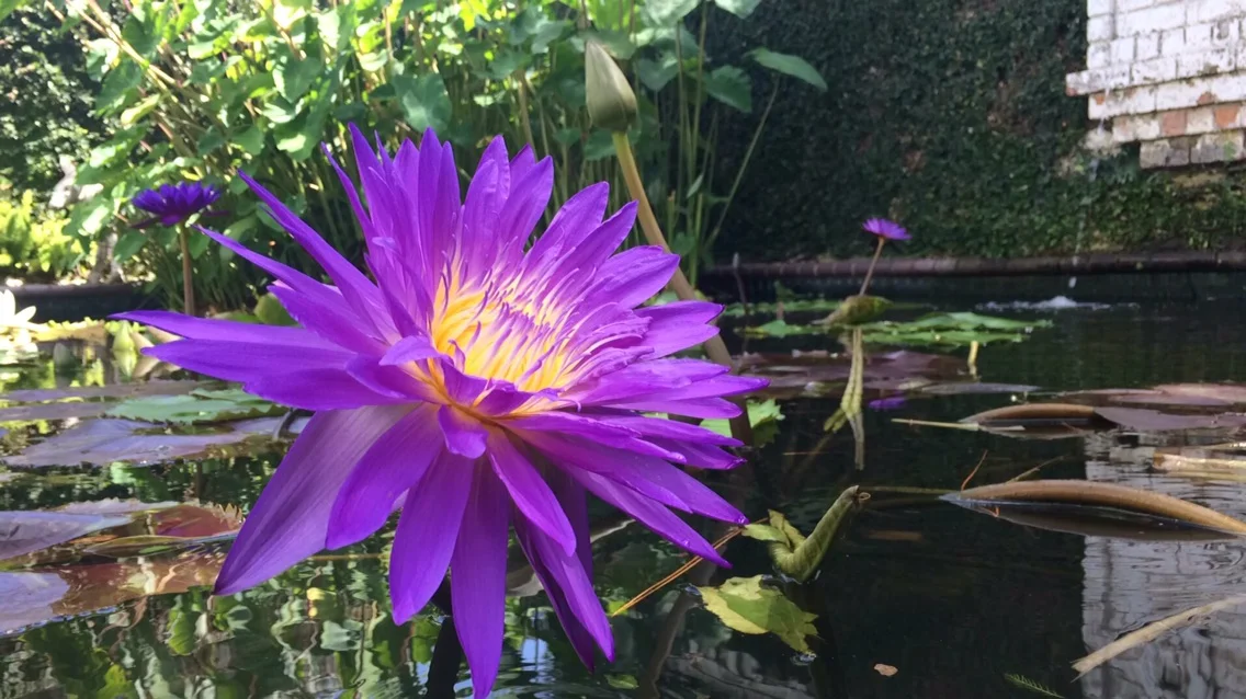 Killer purple Lillie. This bloom is about 6" wide. 