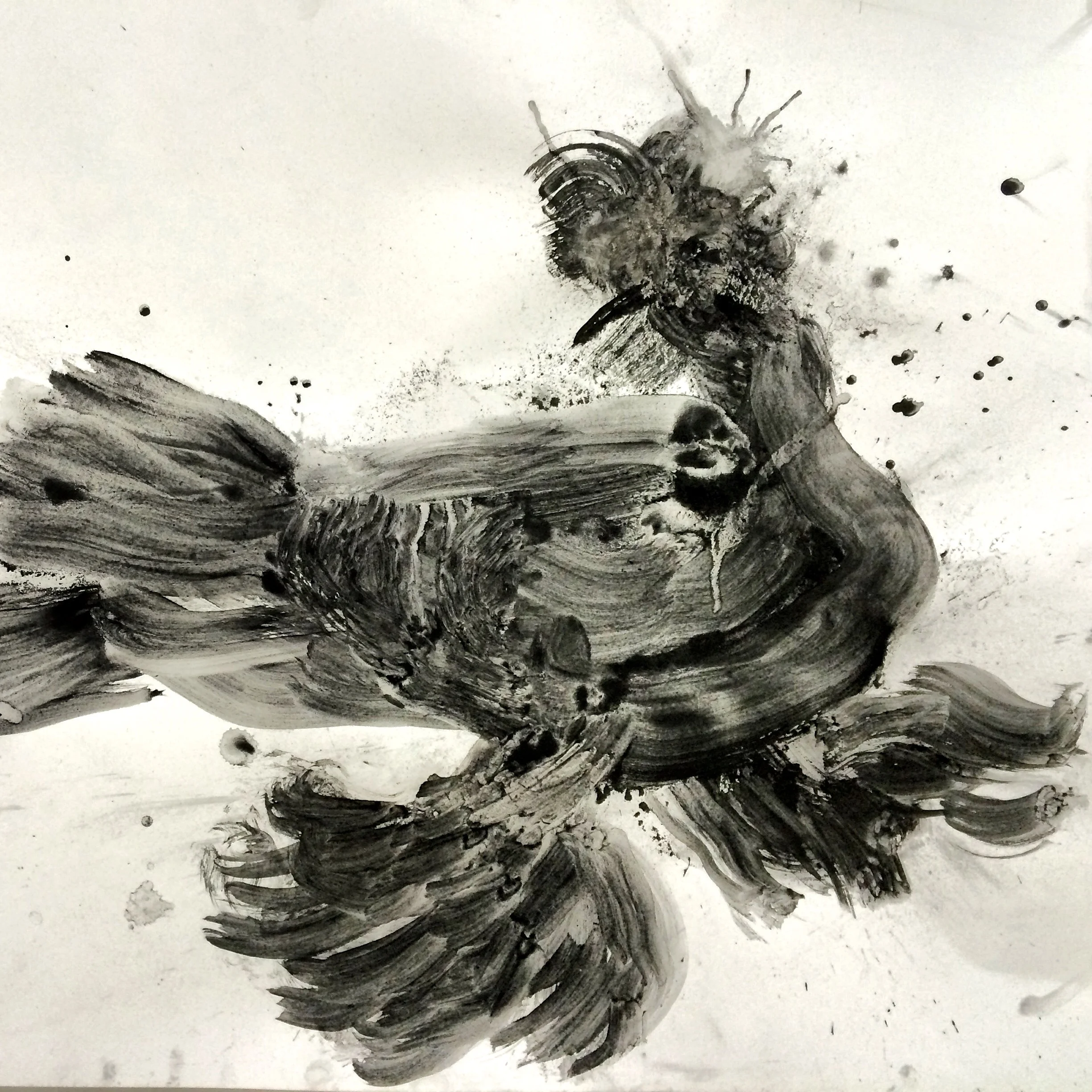 German beak trumpeter pigeonwith leg muffs. charcoal 24" X 19"