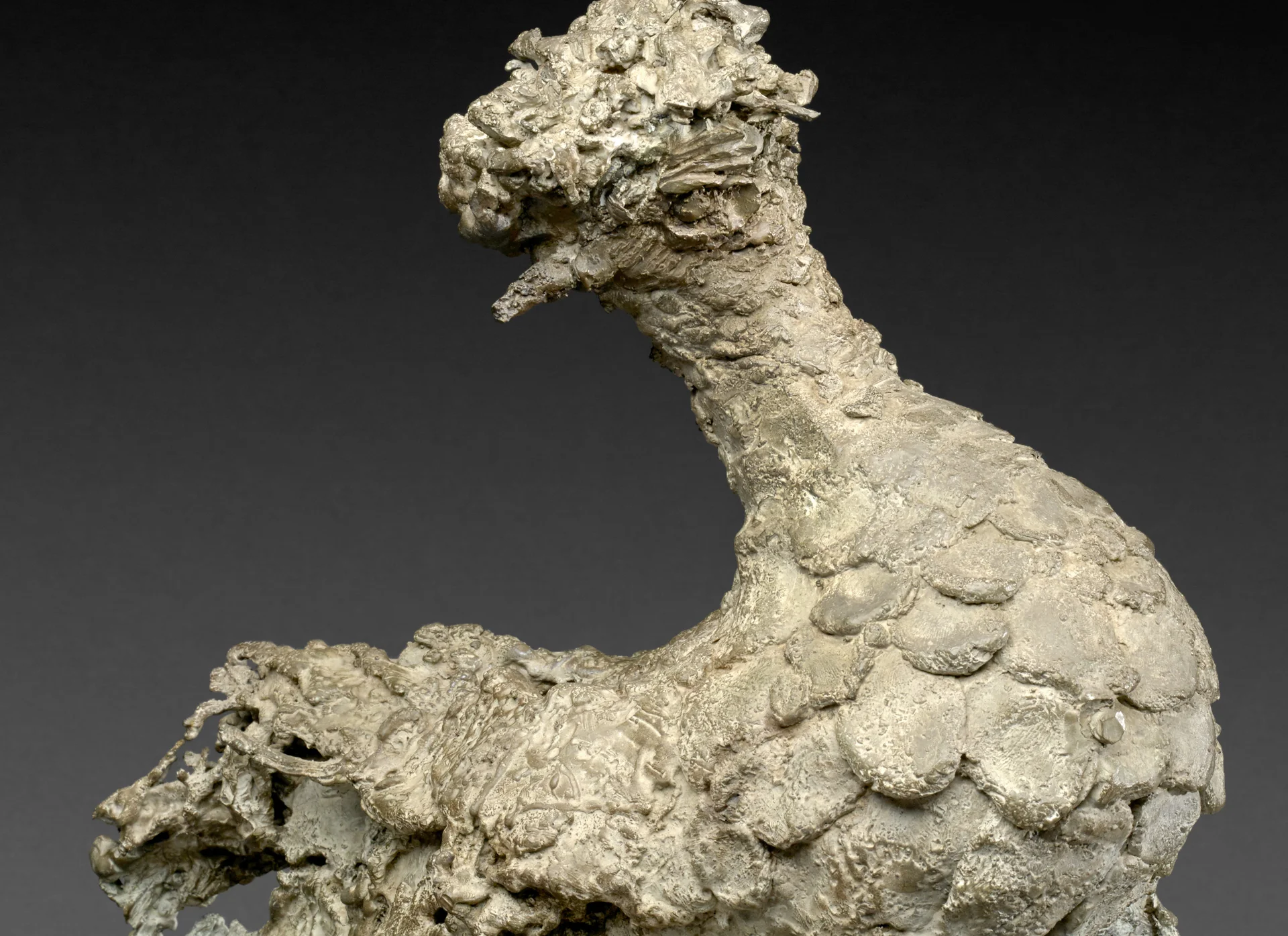 GERMAN BEAK - CRESTED TRUMPETER