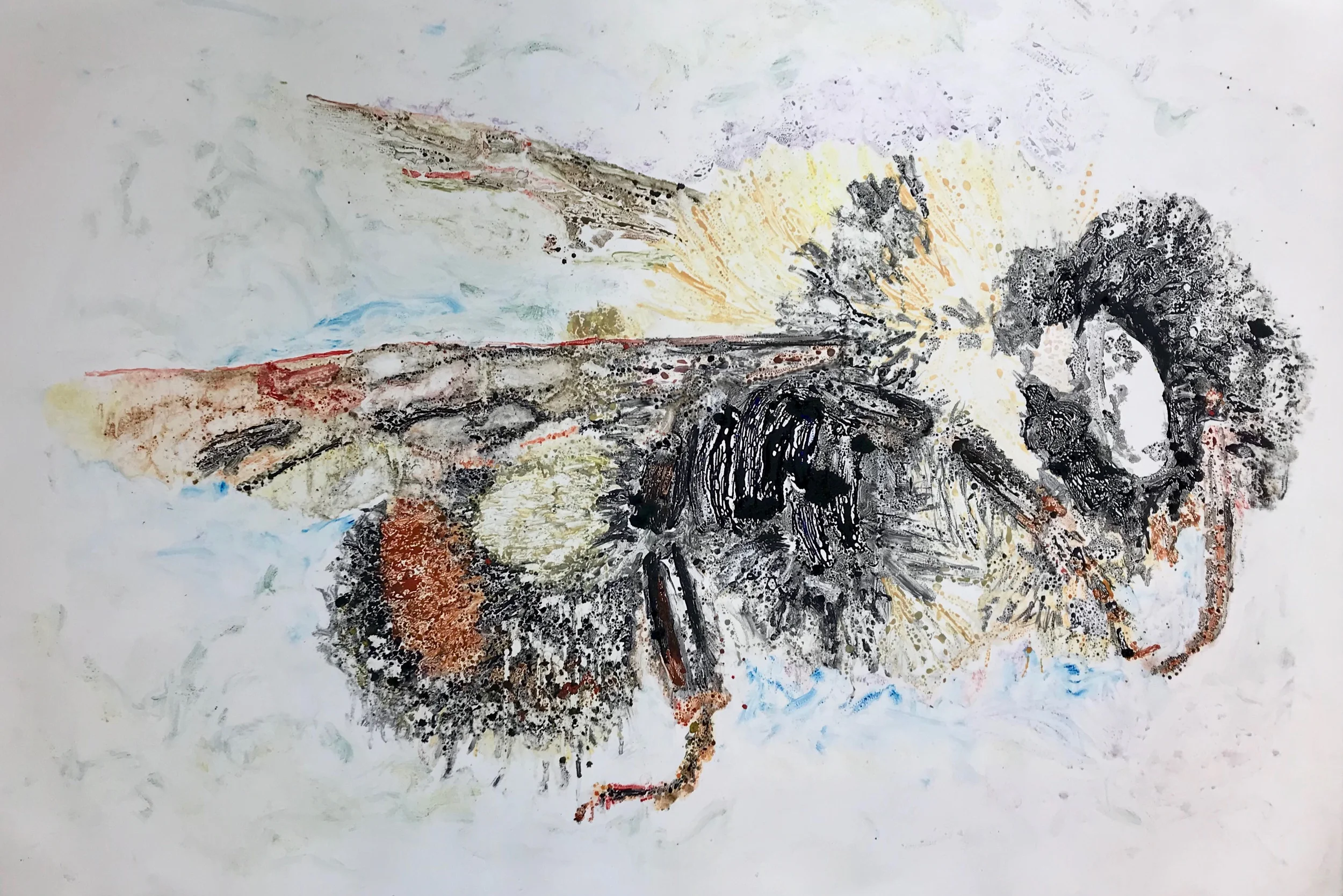 Bombus Affinis - listed on the Endangered list 2017
