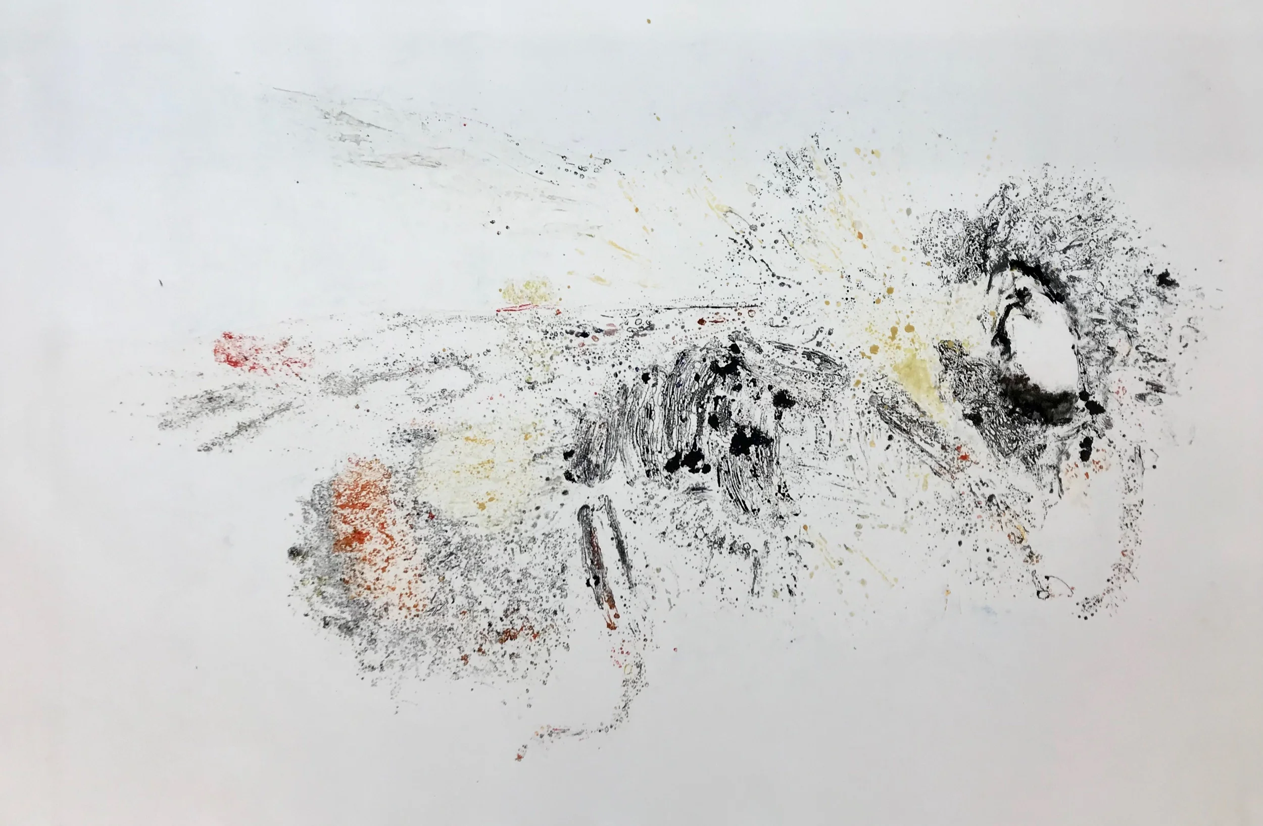 Th ghost of Bombus Affinis