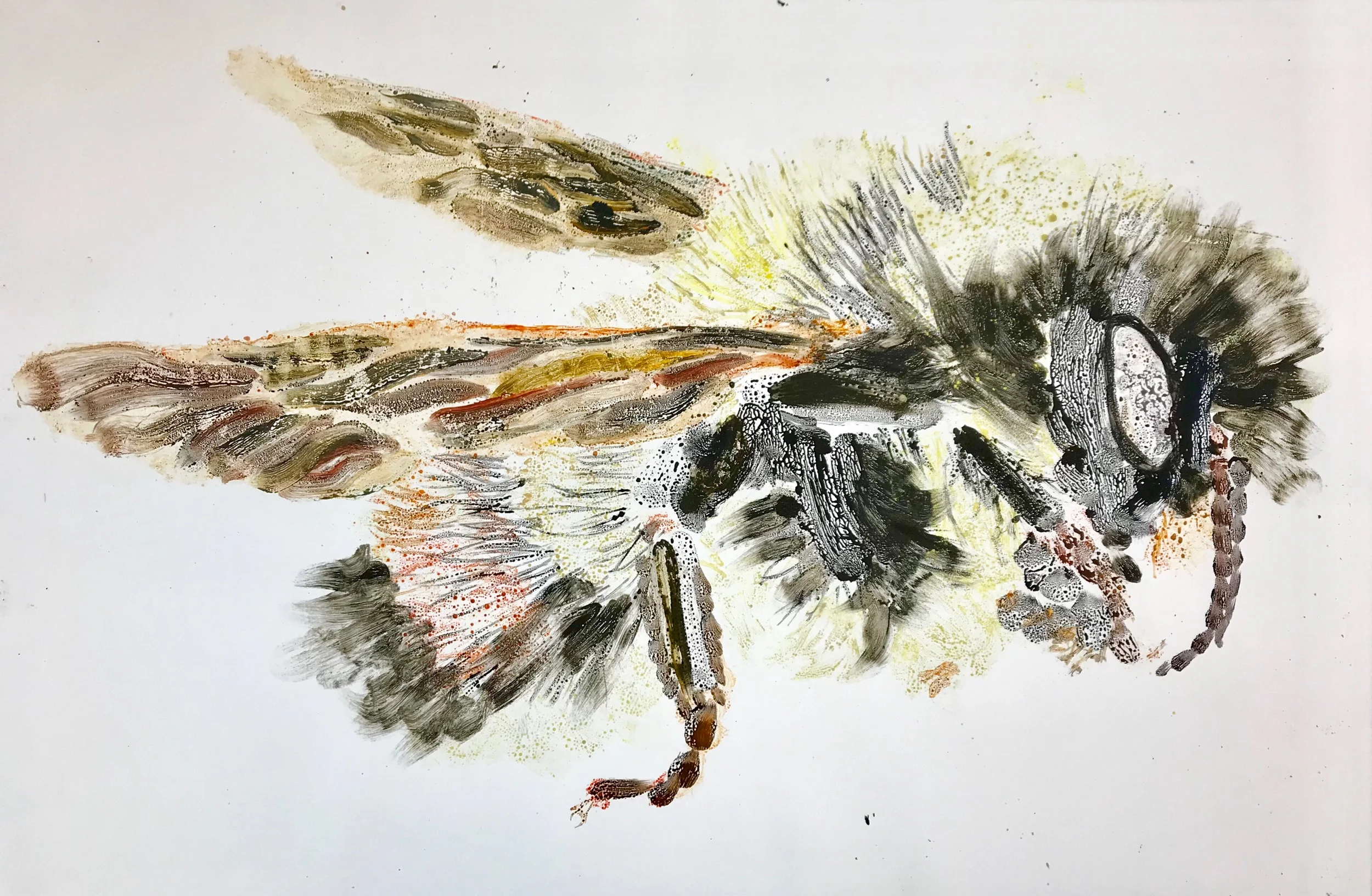 Bombus Affinis II 30” X 44” watercolor monotype