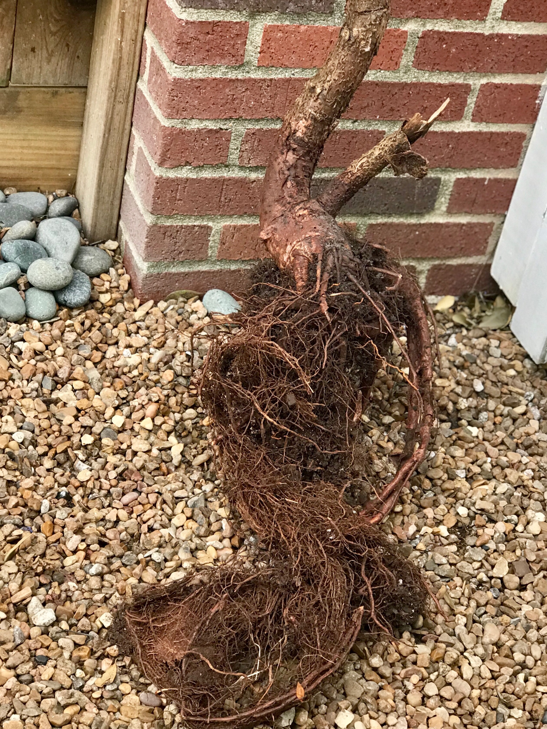 Look at these long roots.