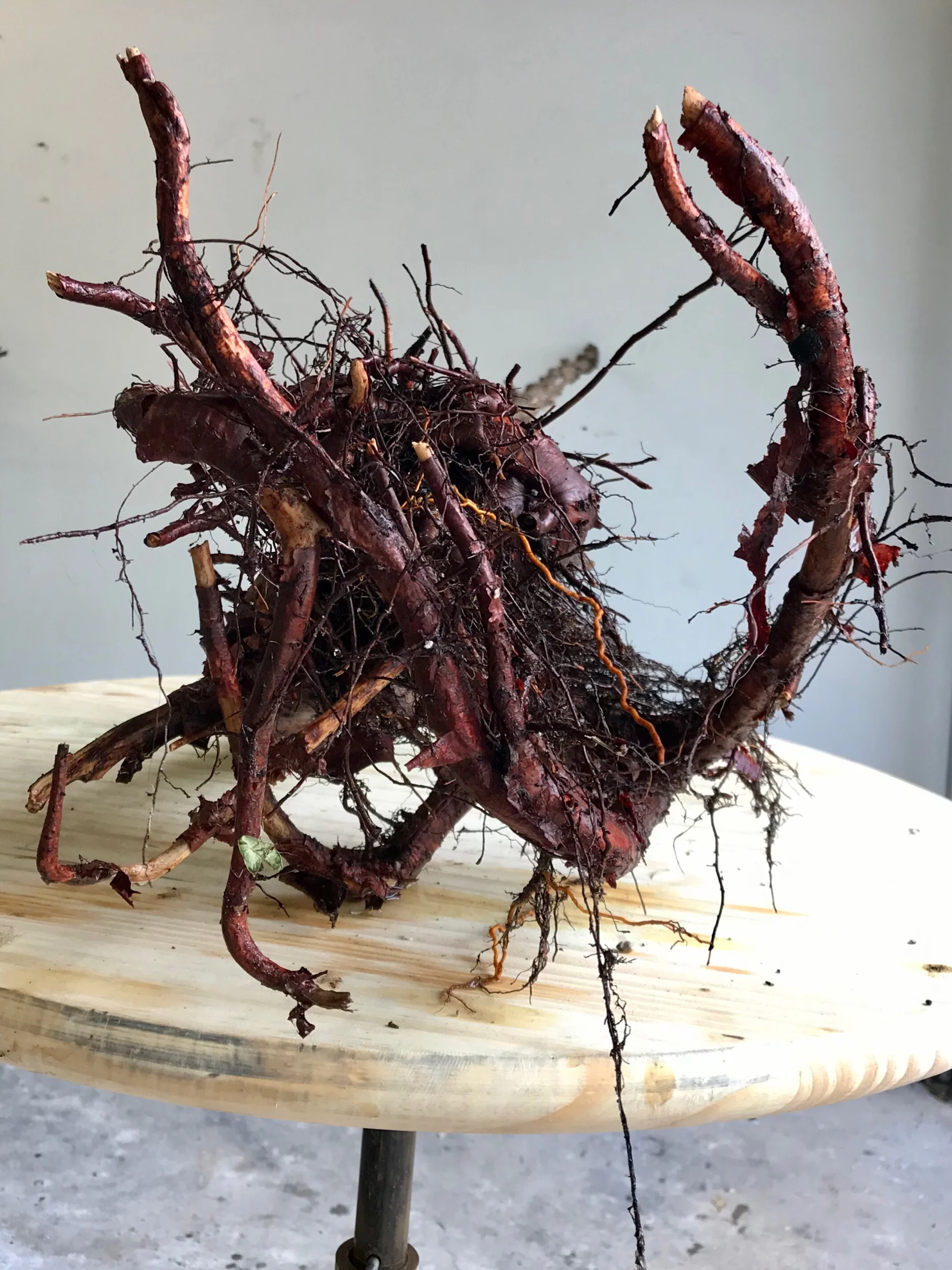 The root after I washed off the dirt.