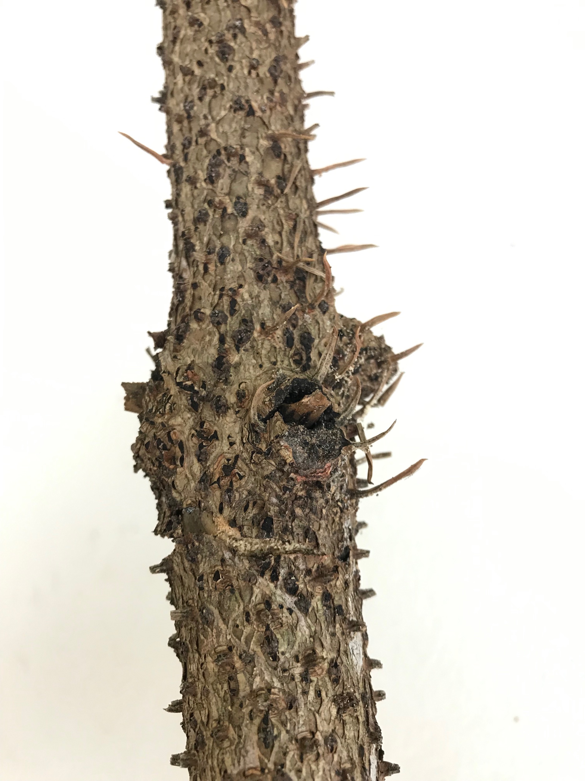 Very interesting trunk of bark with a trunk of thorns.