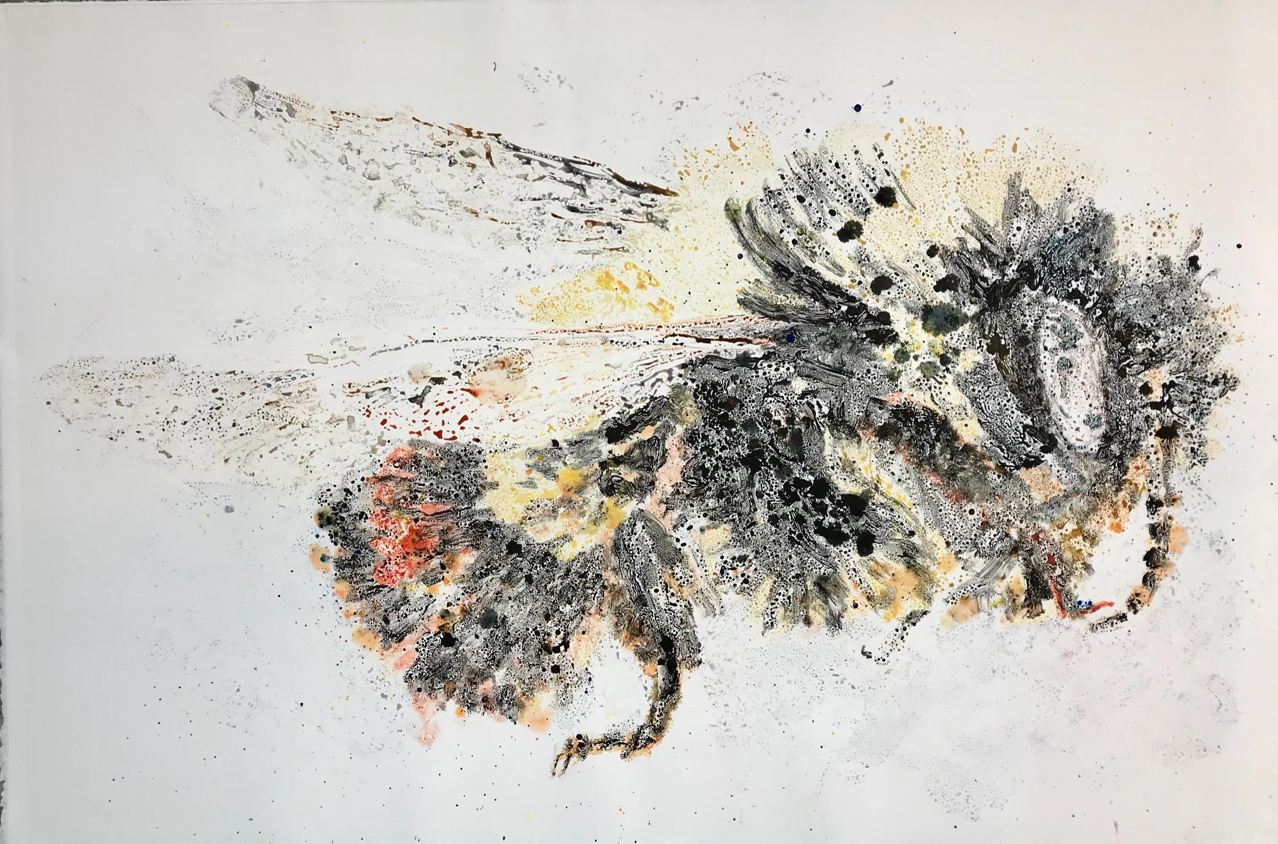 Bombus Affinis IV