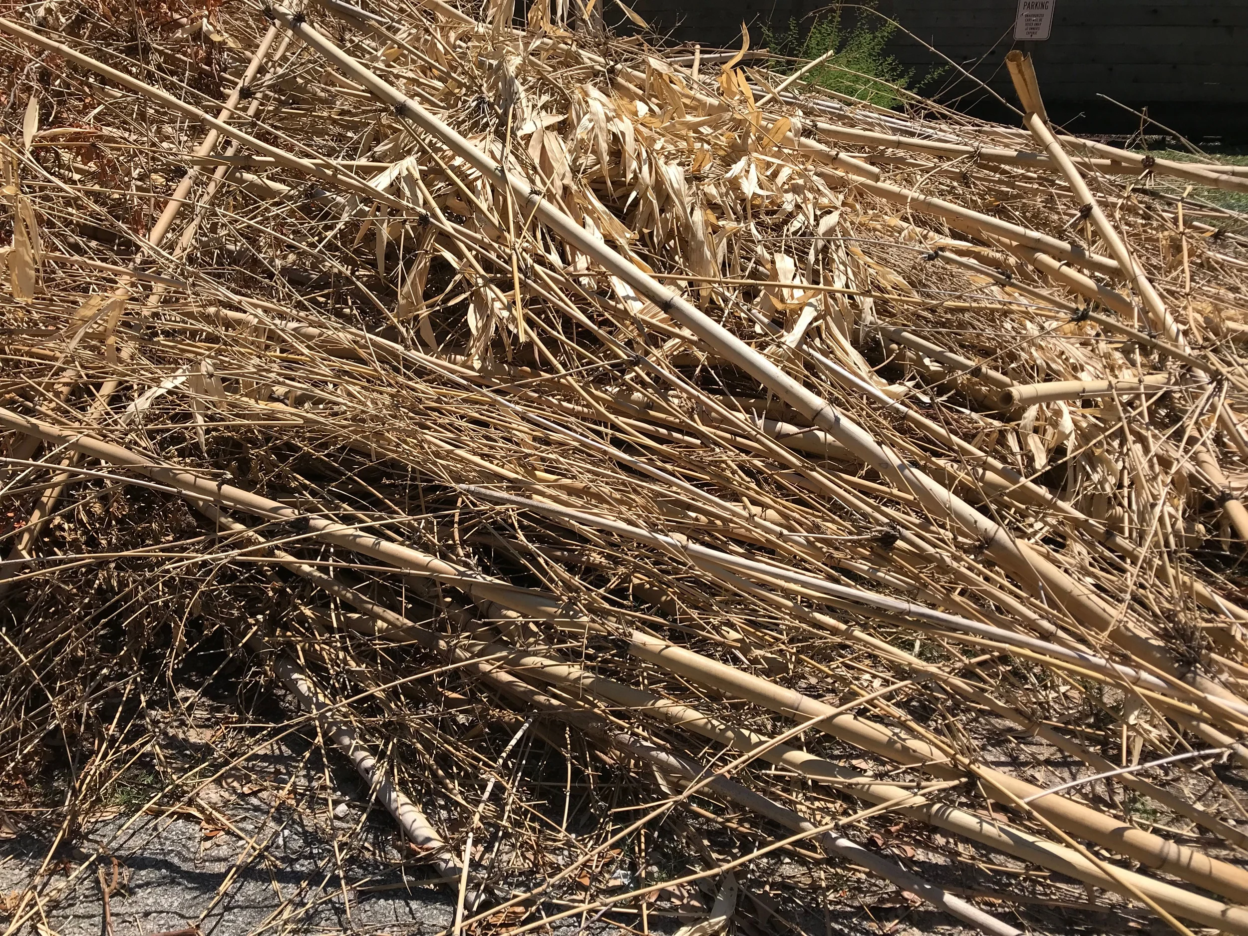 Leaving I saw this huge pile of bamboo waiting for the city of Houston’s trash collectors to pick it up. I immediately text Doug Welch to ask for permission to rob it of enough sticks to make done native bumble bee houses.