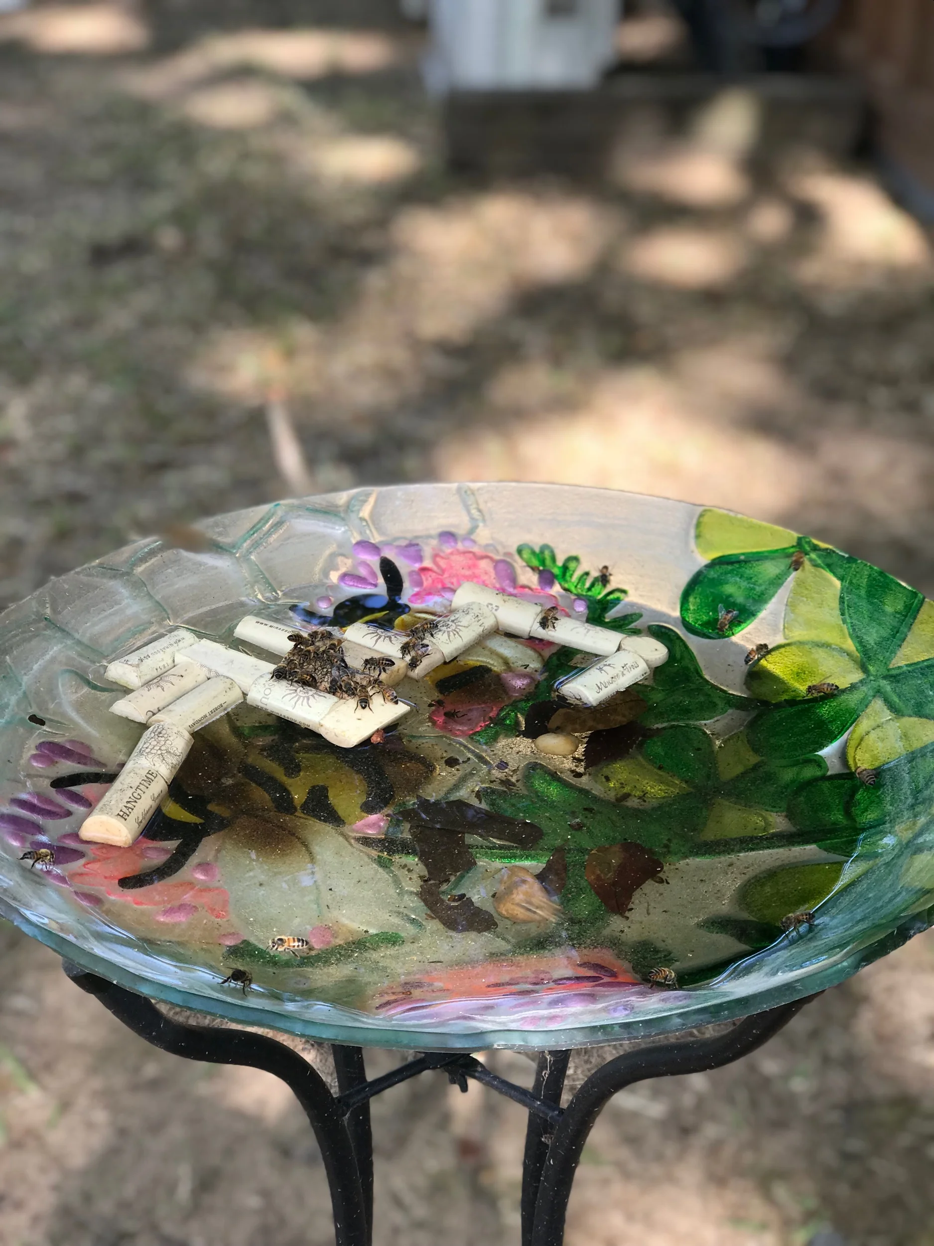 When you arrive one of the first things you see is this sweet bee bath. I have never noticed bees bathing and drinking water before.