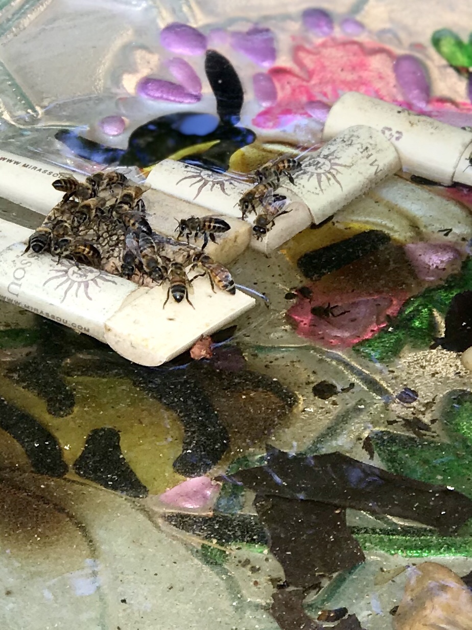 A close up of the bees in the bee bath floating on corks.