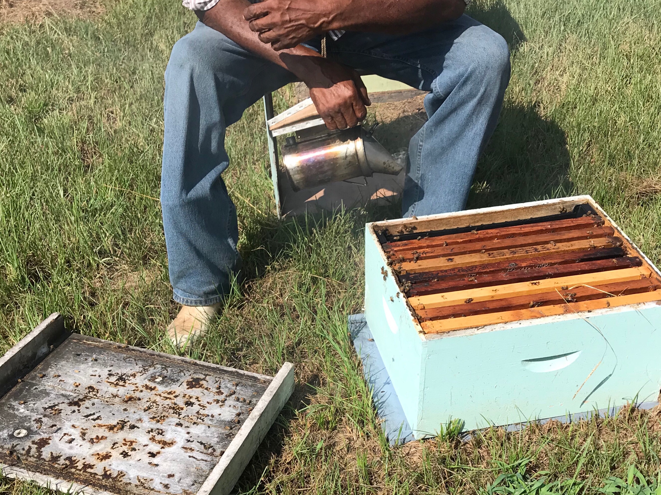 The bees were not aggressive.