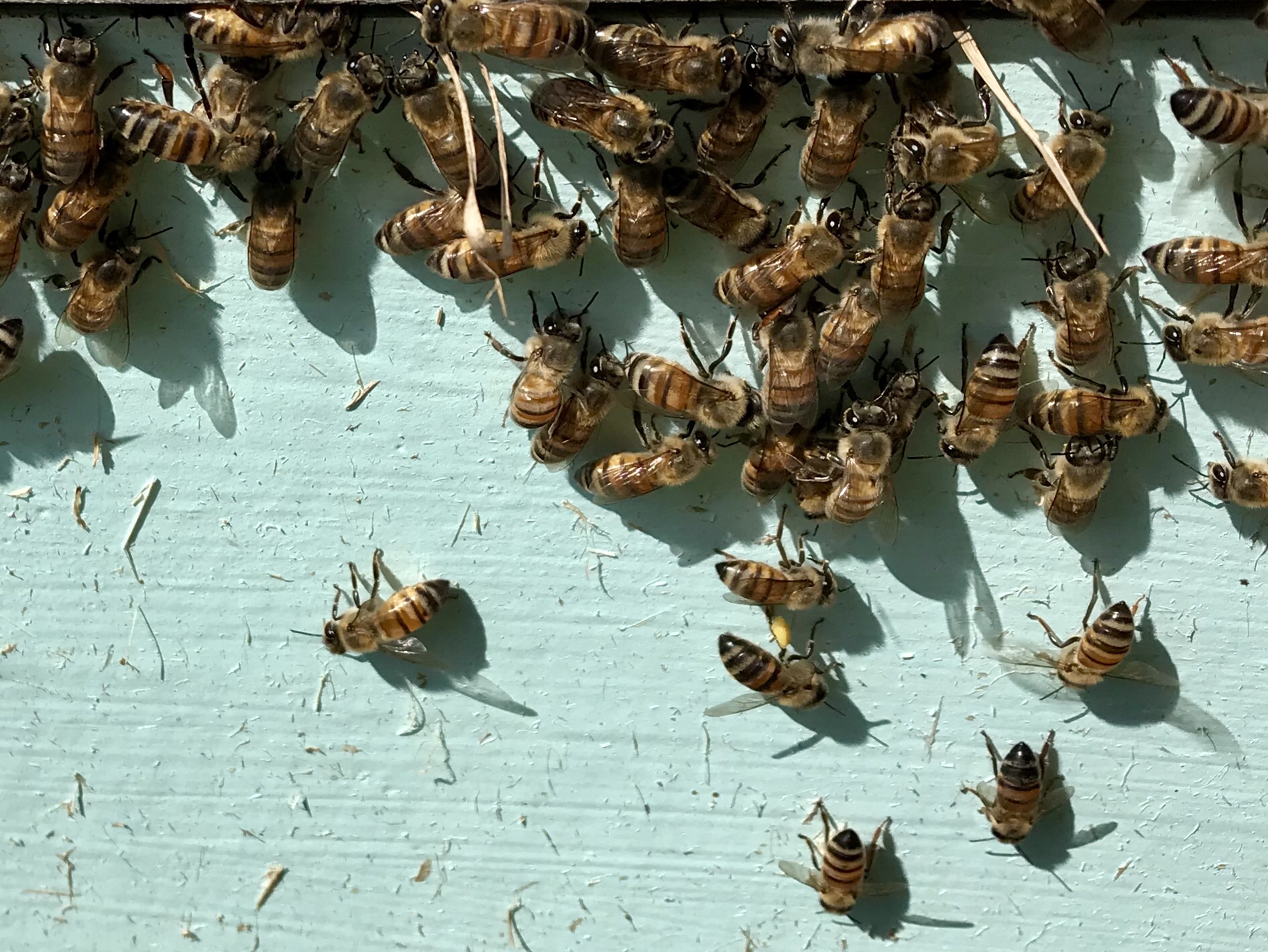 Bees on the outside of the box.
