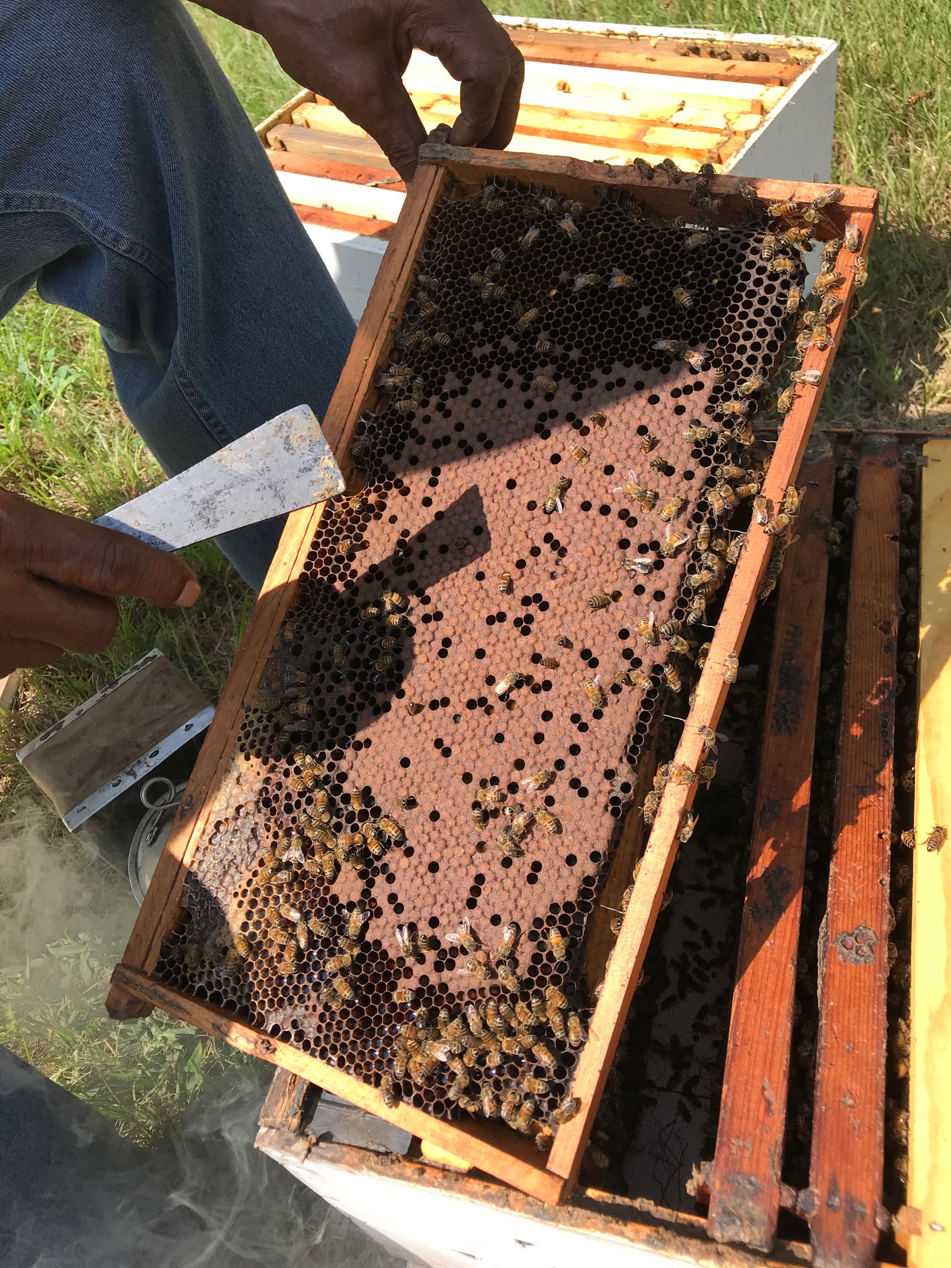 The bees carry on with their work as we inspect the first frame.