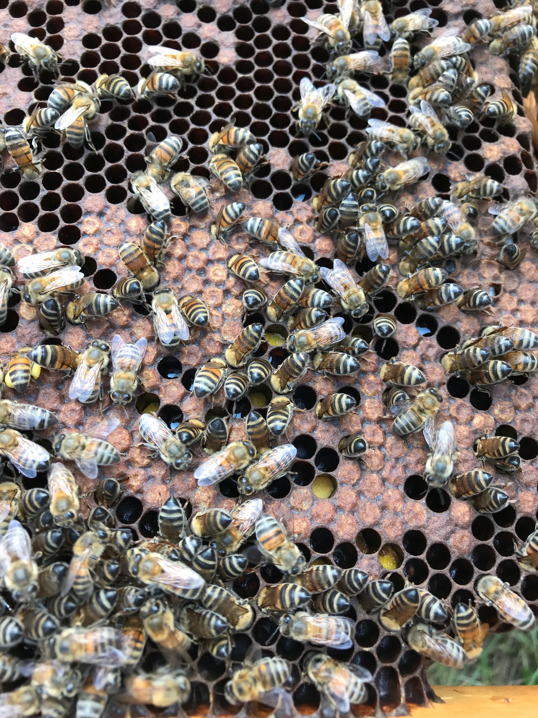 The bees secrete a brown wax from their abdomens to close the cells. The yellow in some sells is pollen and the tiny white spec is a larvae. It is all very fascinating. Some cells are empty.