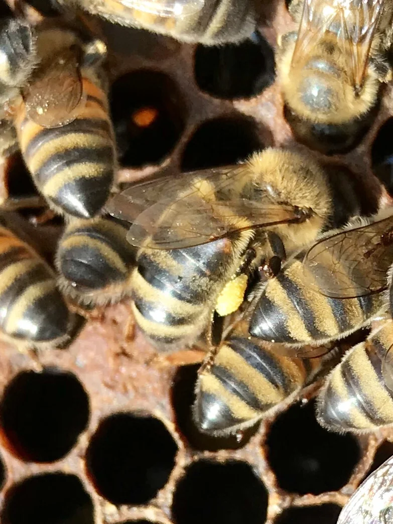 The yellow bag on this bees leg is pollen he has brought back to the hive.the pollen sticks to the long hairs on their legs.