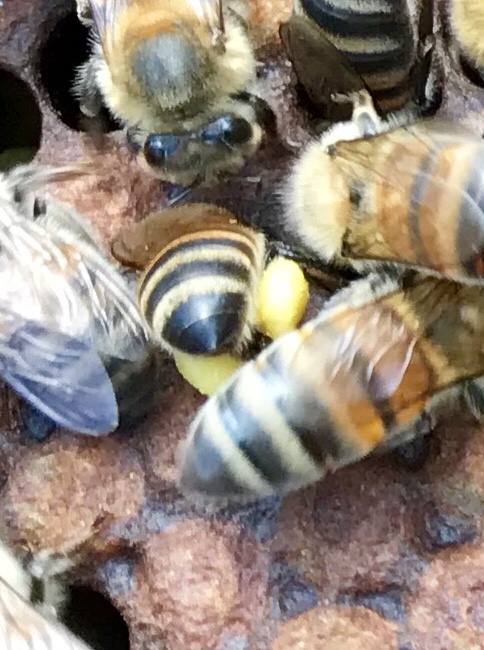 Here is a guy with 2 packs of pollen.