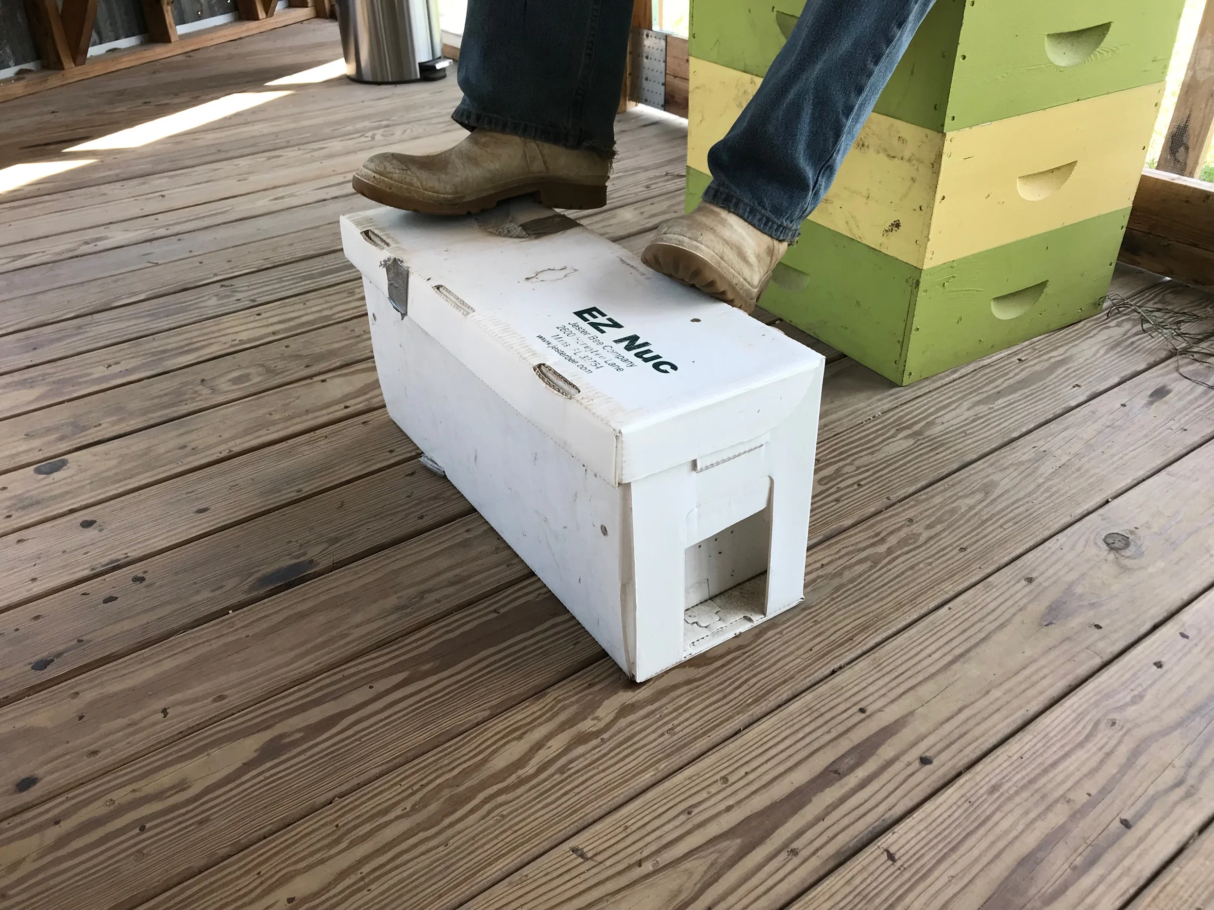 If you are starting your own honeybee farm you can purchase bees instead or robbing a hive. They will arrive in a box like this. I personally prefer to support local bees.