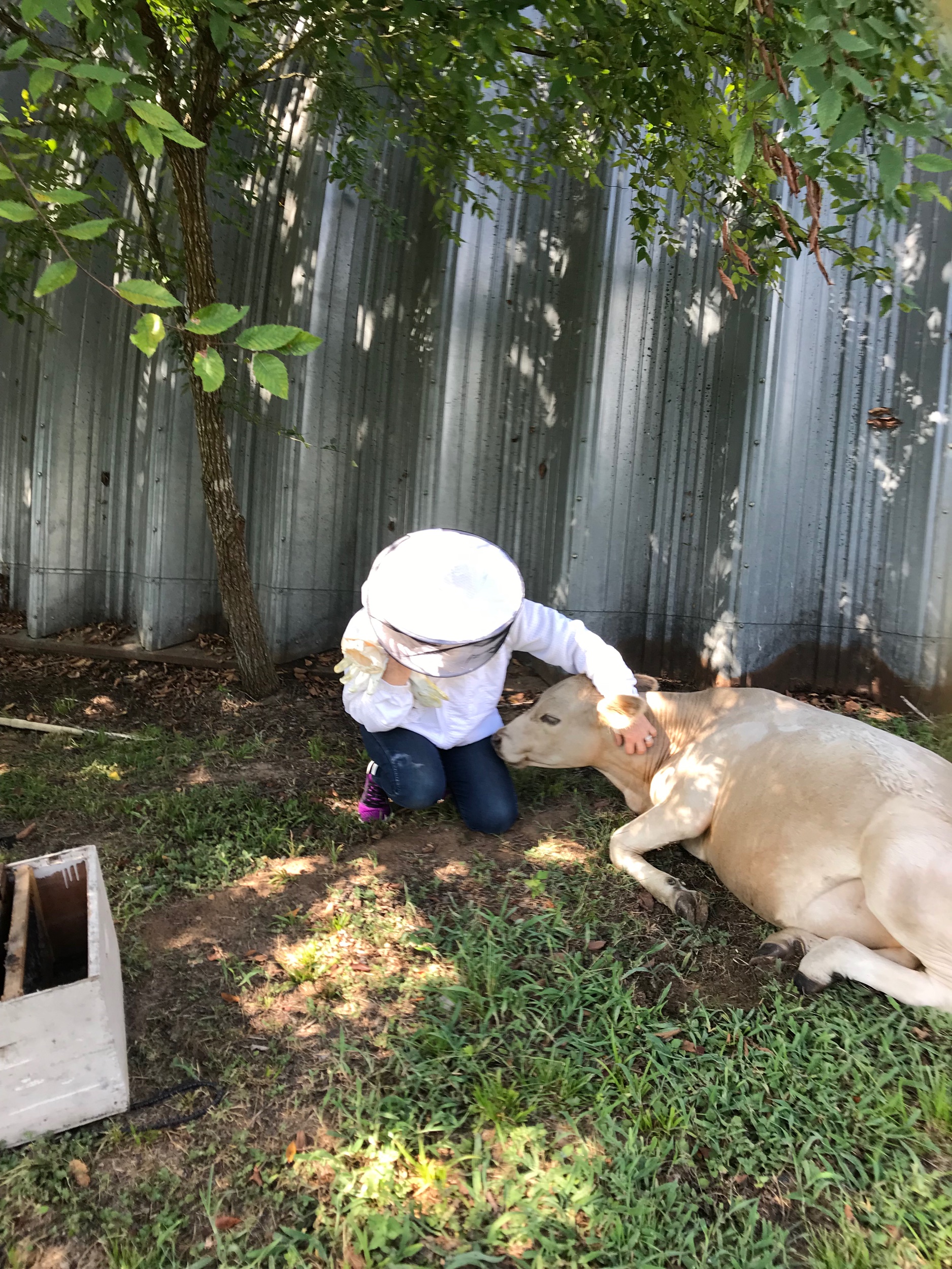 This calf was found alone on their farm, they took him in, bottle fed him and named him buzz. I am not sure if he thinks he is a bee or people. He loves to be scratched, who doesn’t?