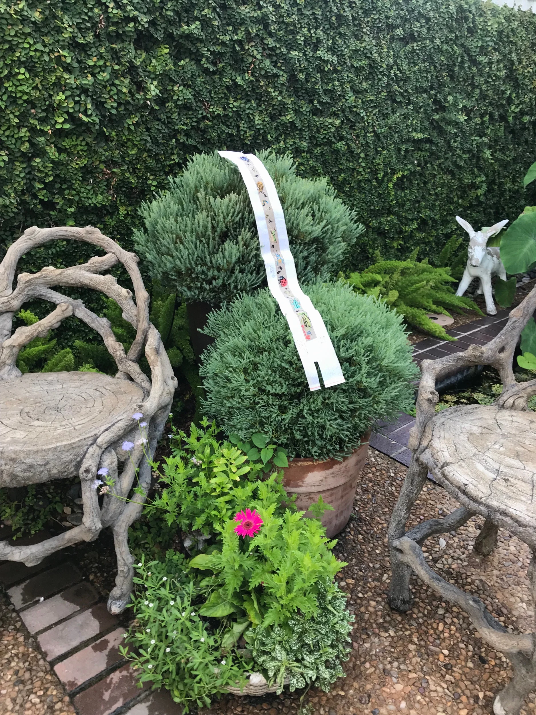 Something is crawling on the Mr. bowling ball plants.