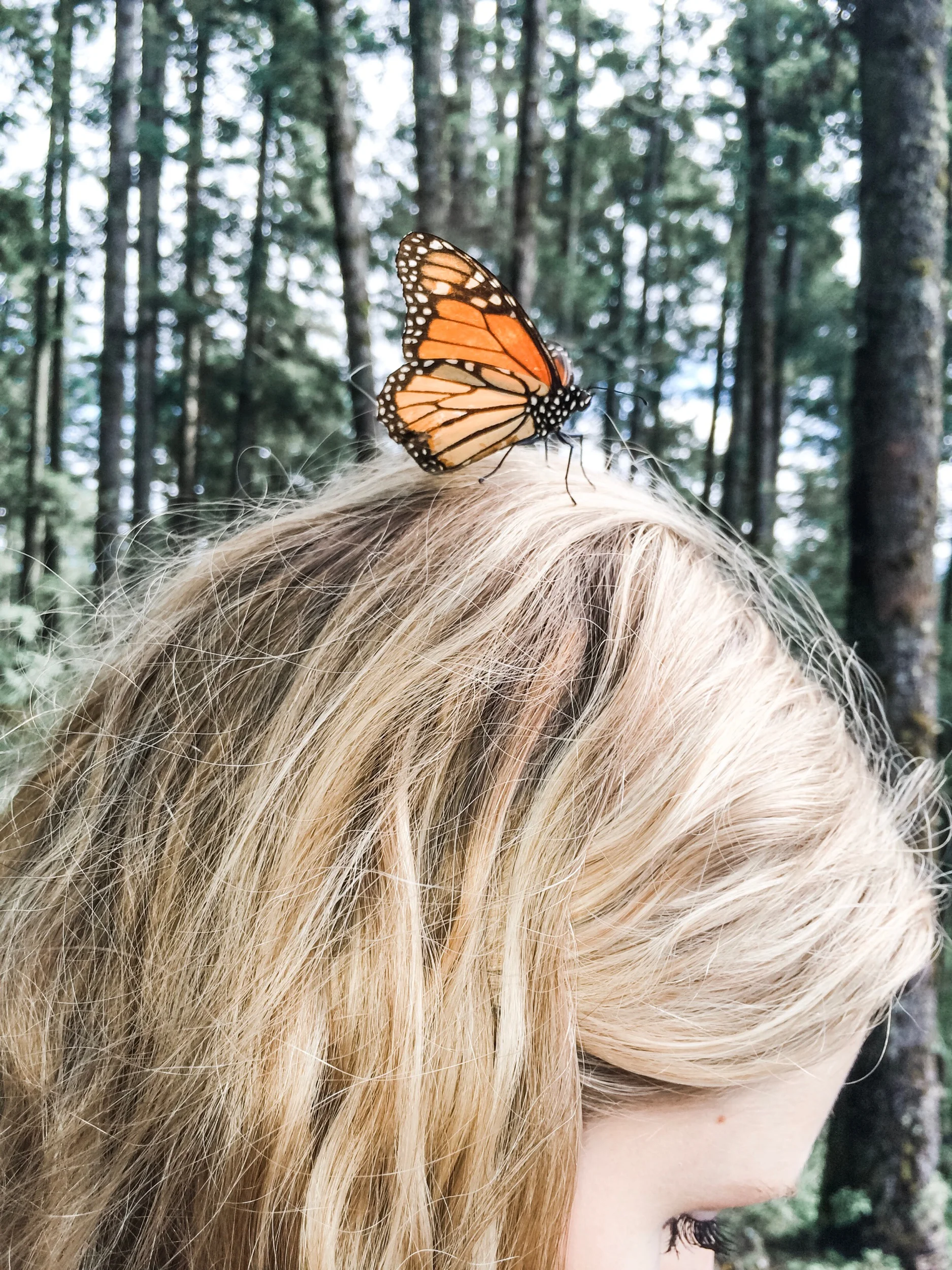 Sage providing a resting place for a monarch