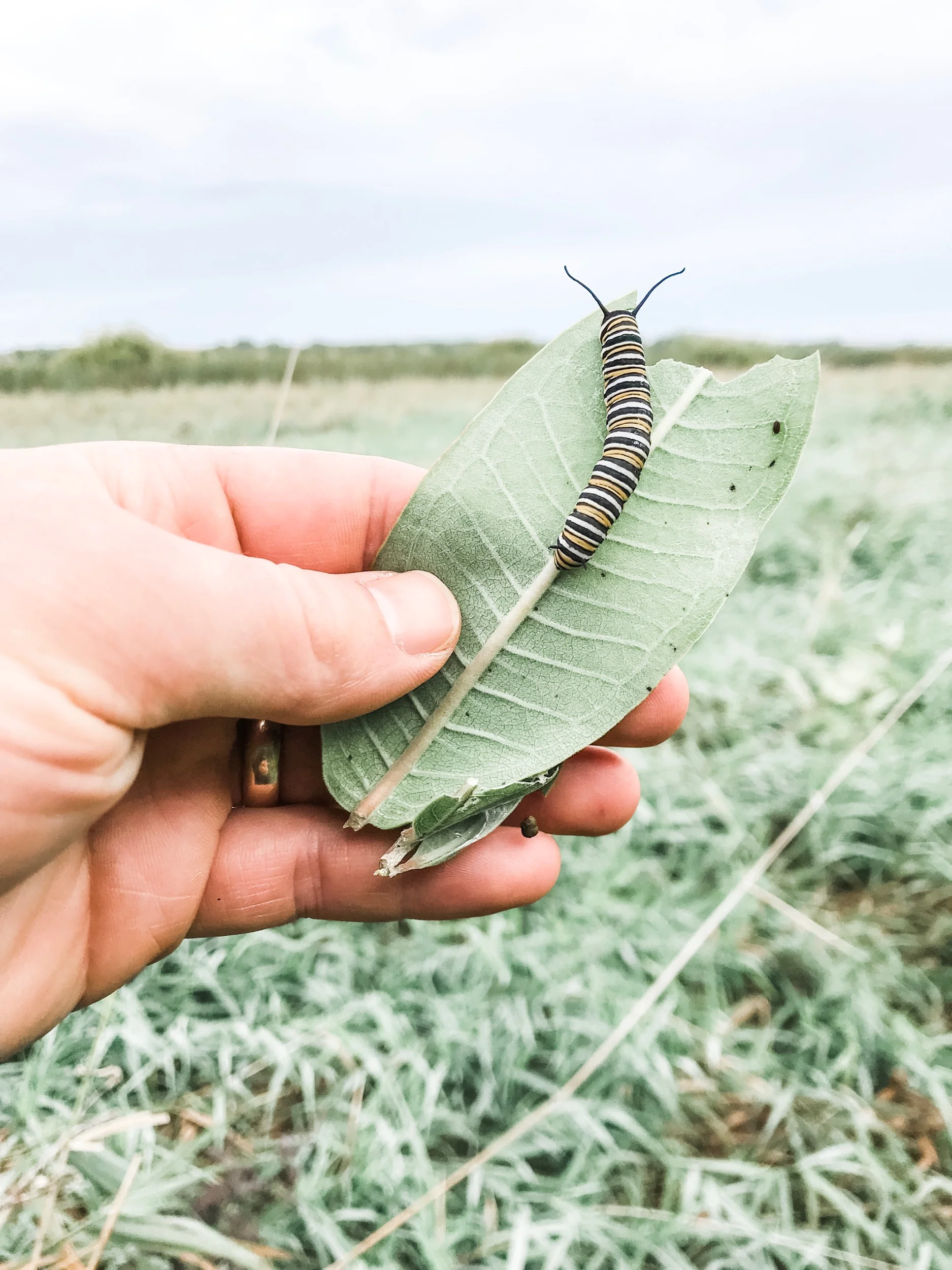 Griffin respectfully watching a caterpillar in Minneapolis