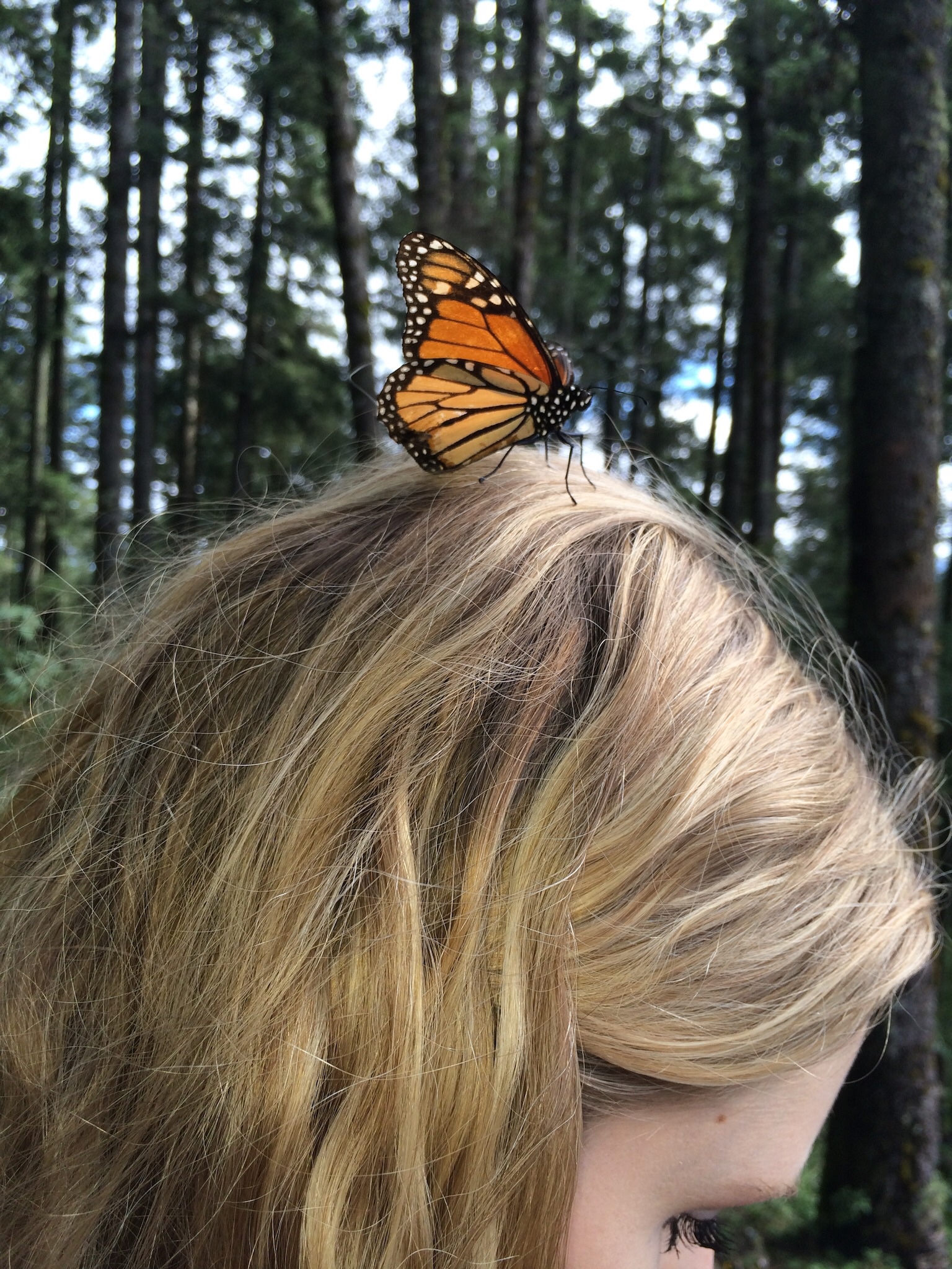 Sage provides fb a resting Place for a monarch