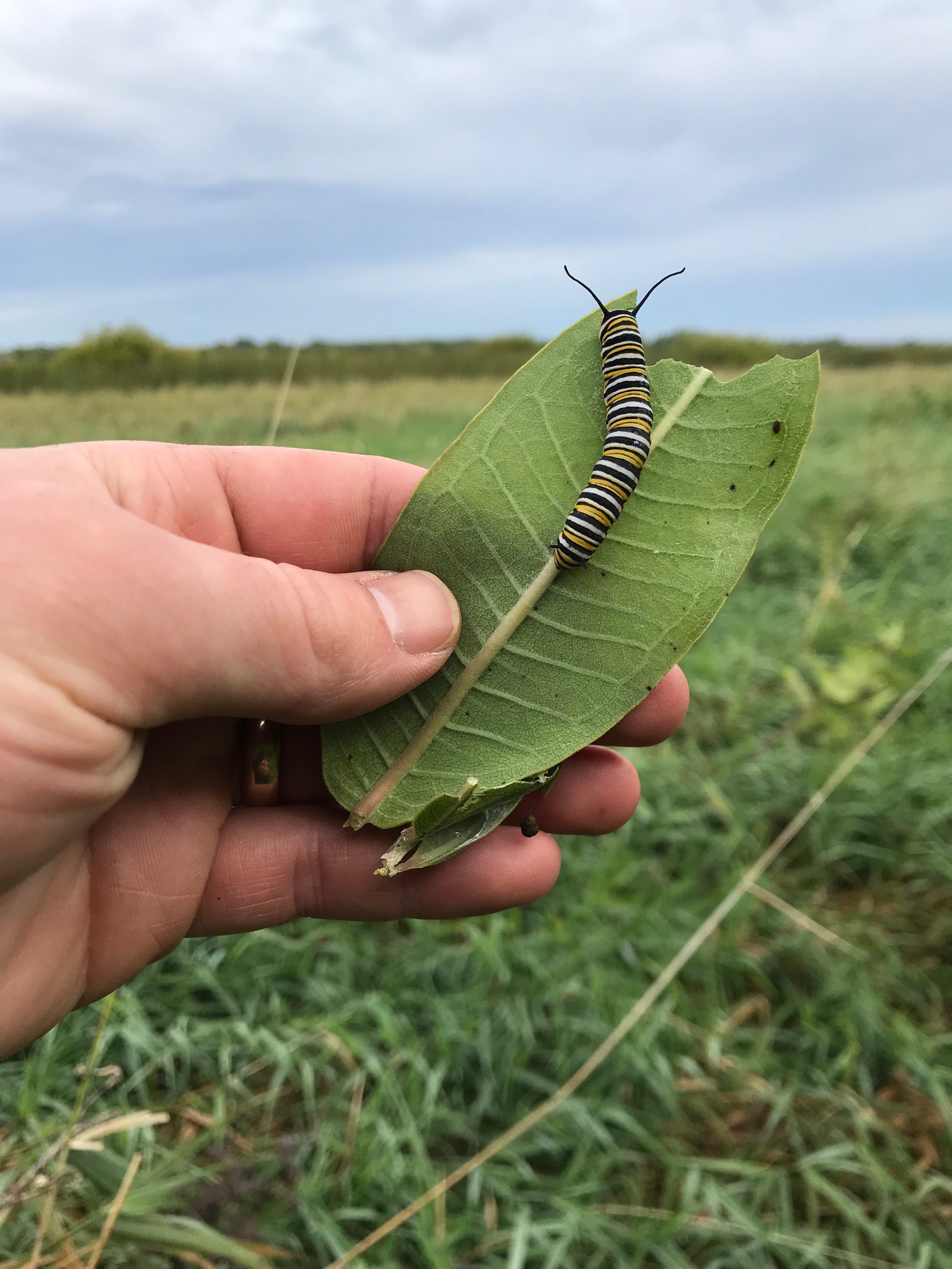 Griffin sharing a caterpillar with us from Minneapolis.