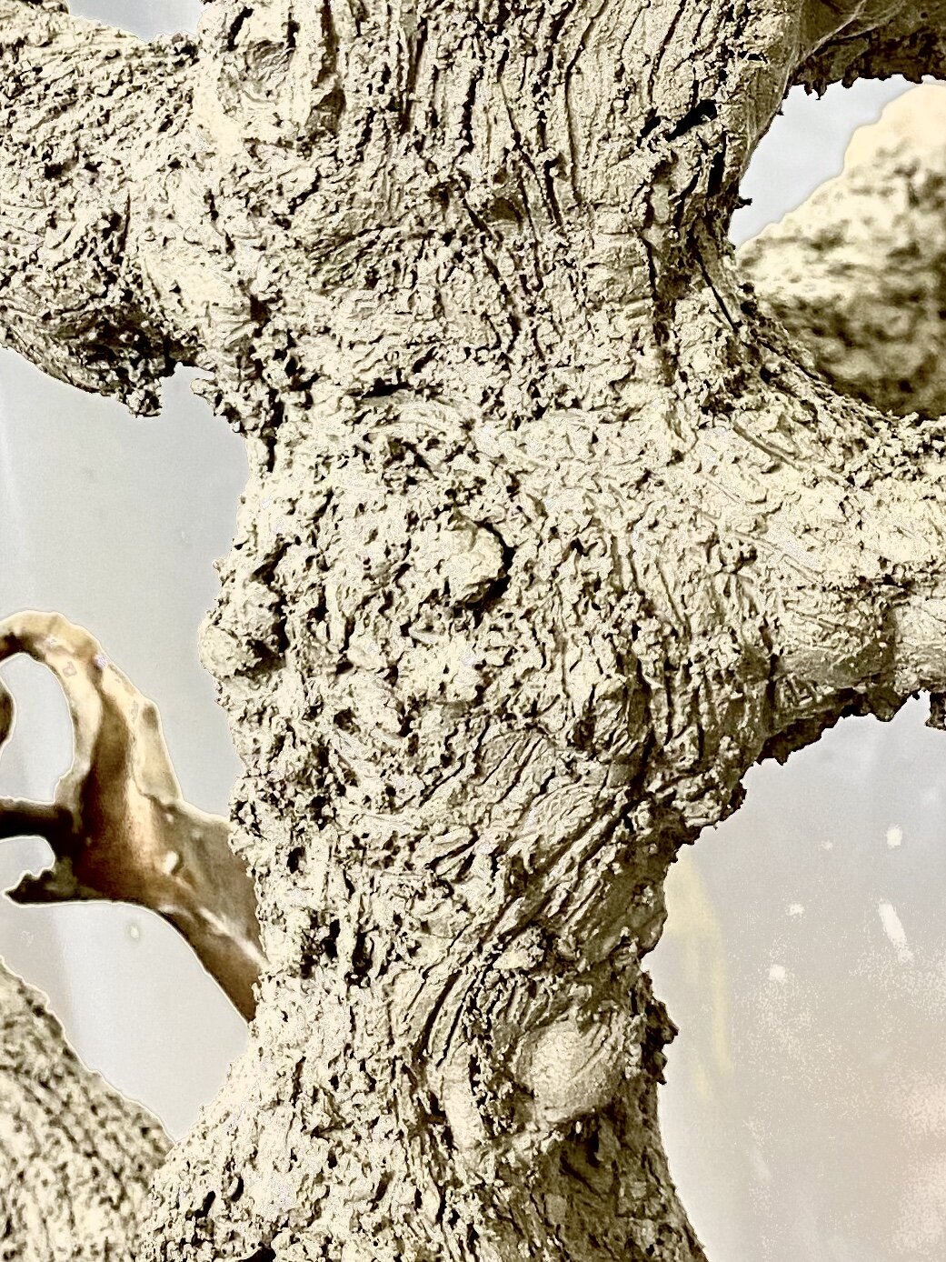 Detail of trunk