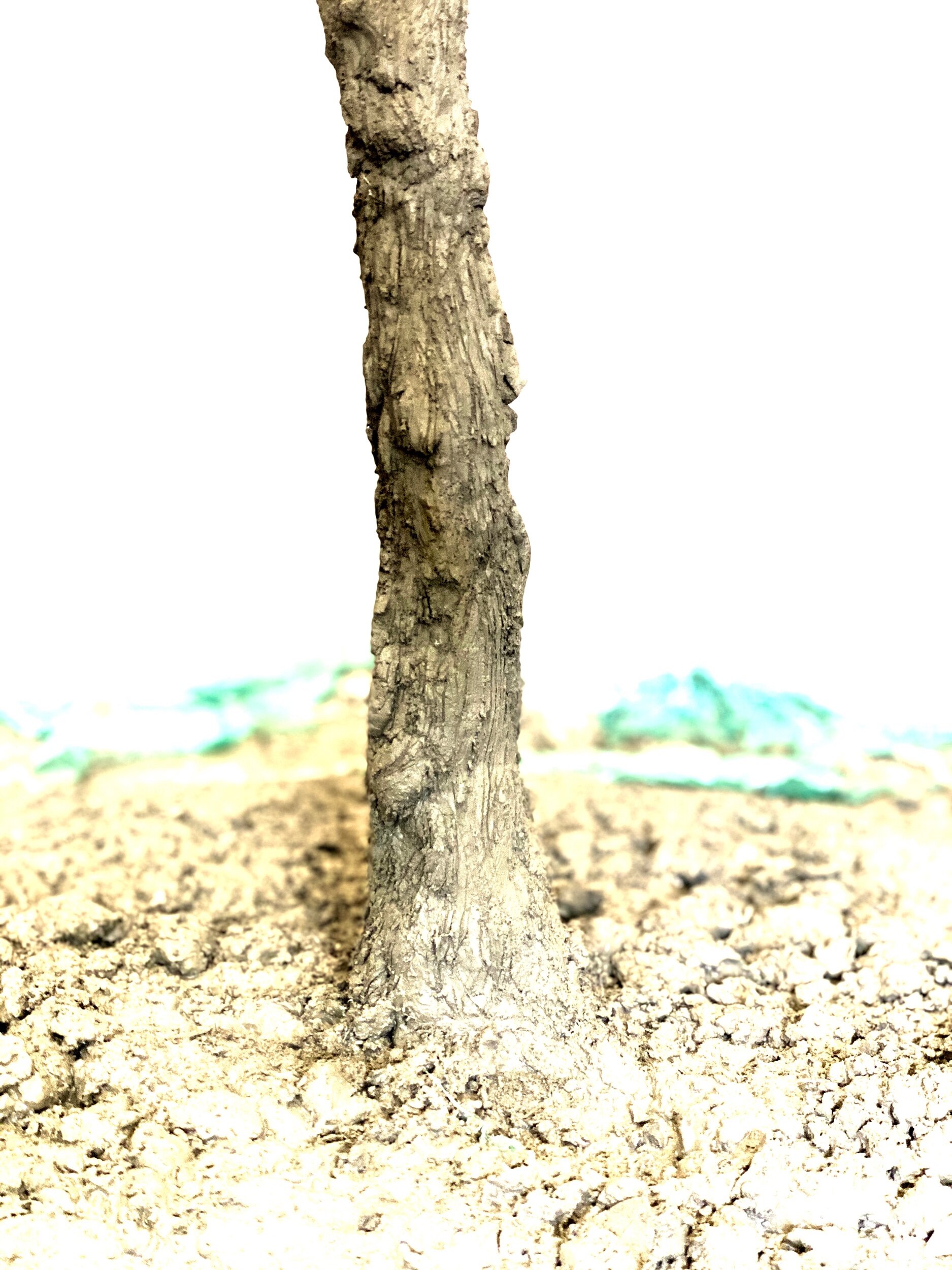 The lower trunk and base.