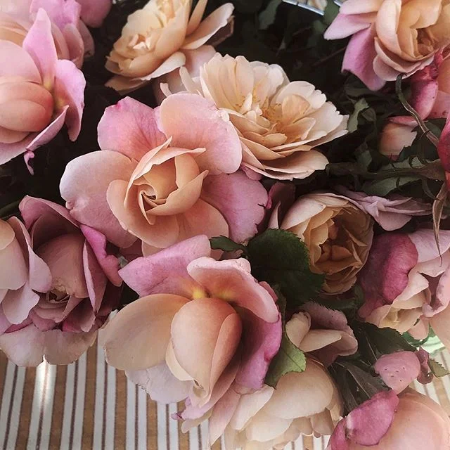 From yesterday’s trip to @echoparkcraftfair. These garden roses didn’t even look real 💫