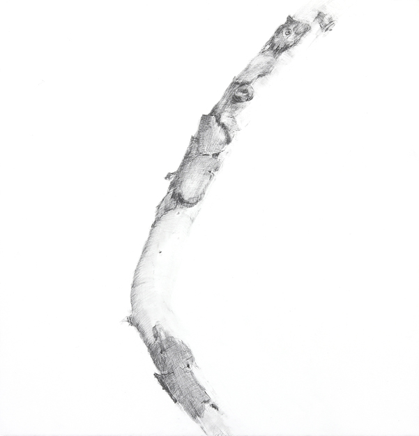 Tracy Taylor Grubbs, graphite on paper, 18" x 18"
