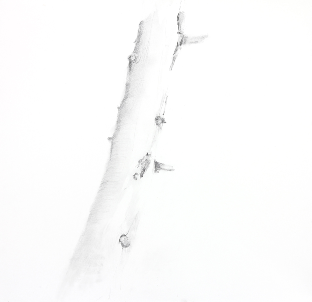 Tracy Taylor Grubbs, graphite on paper, 18" x 18"