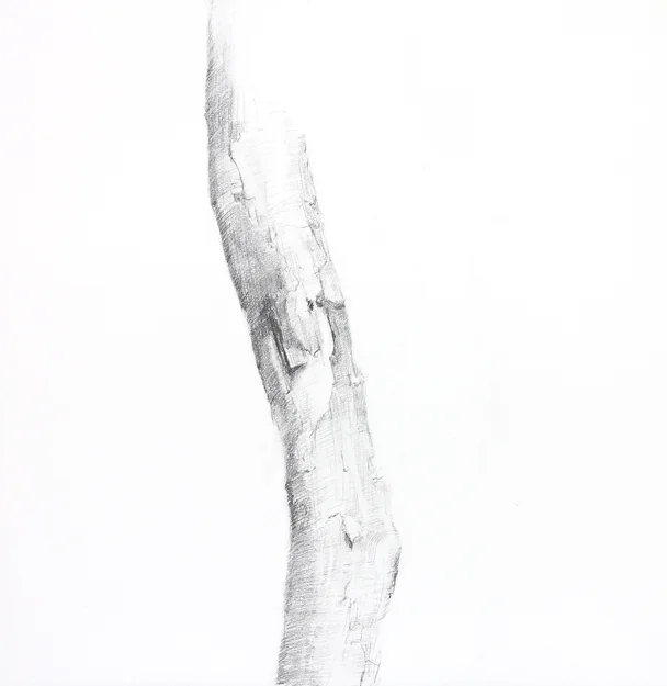 Tracy Taylor Grubbs, graphite on paper, 18" x 18"