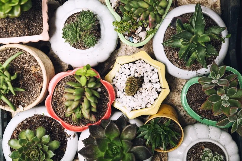 Spring Equinox Fling, Growing from Seed to Sprout