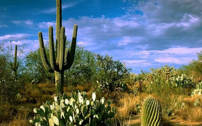 Healing with the Sacred San Pedro Cactus Medicine Plant Spirit in Andean Cosmology