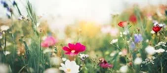 SPRING PSYCHIC &amp; TAROT FLING