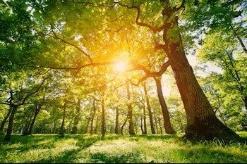 Wild in Nature: Light Code Activation Experience