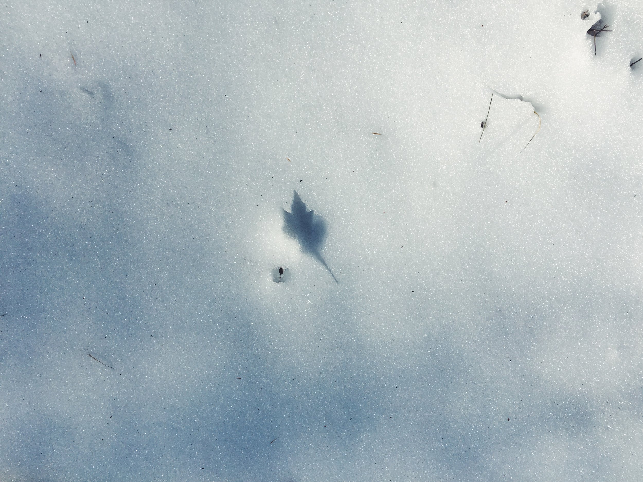 Leaf imprint in the snow