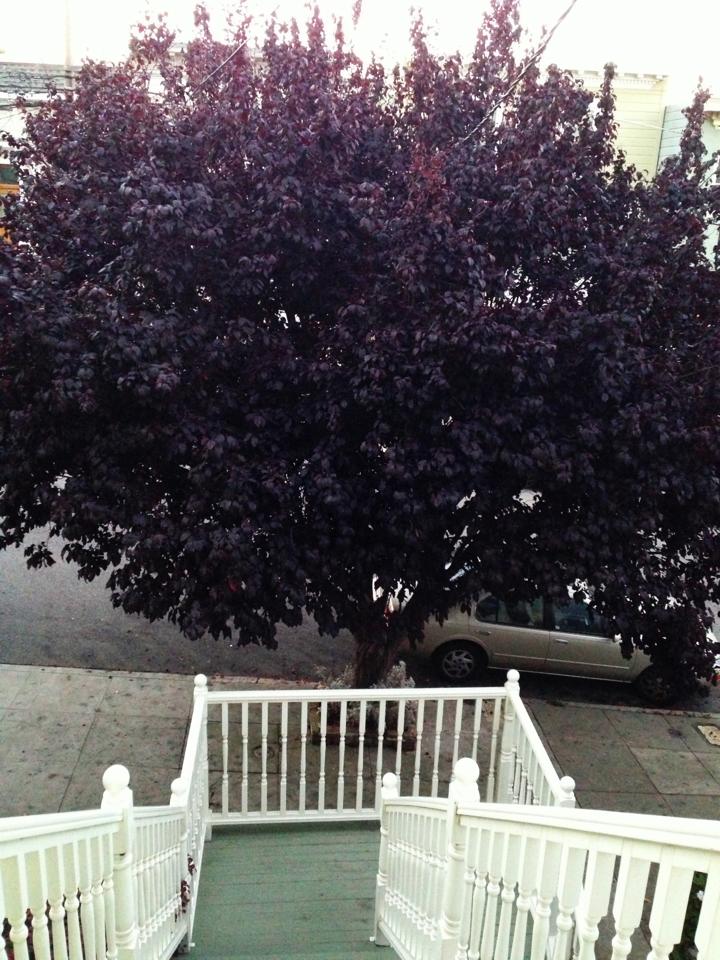 Plum Tree, 2013