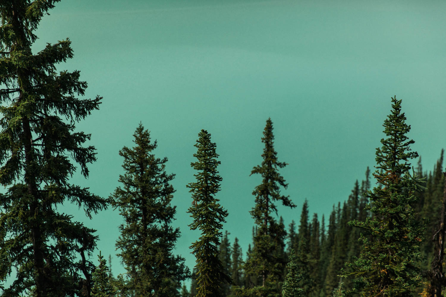 Easy Hike, Hiking with kids at Lake Louise Jennie Guenard Photography Lake Louise Photographer Fairview Lookout