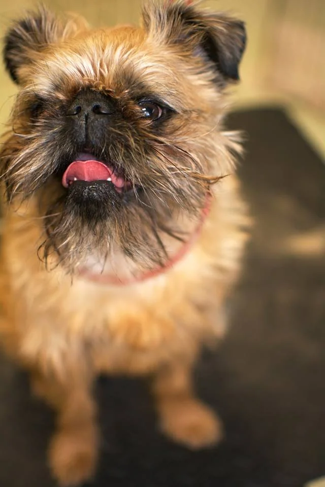 Gizmo