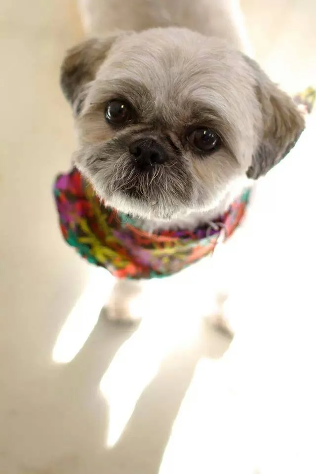 Gracie
