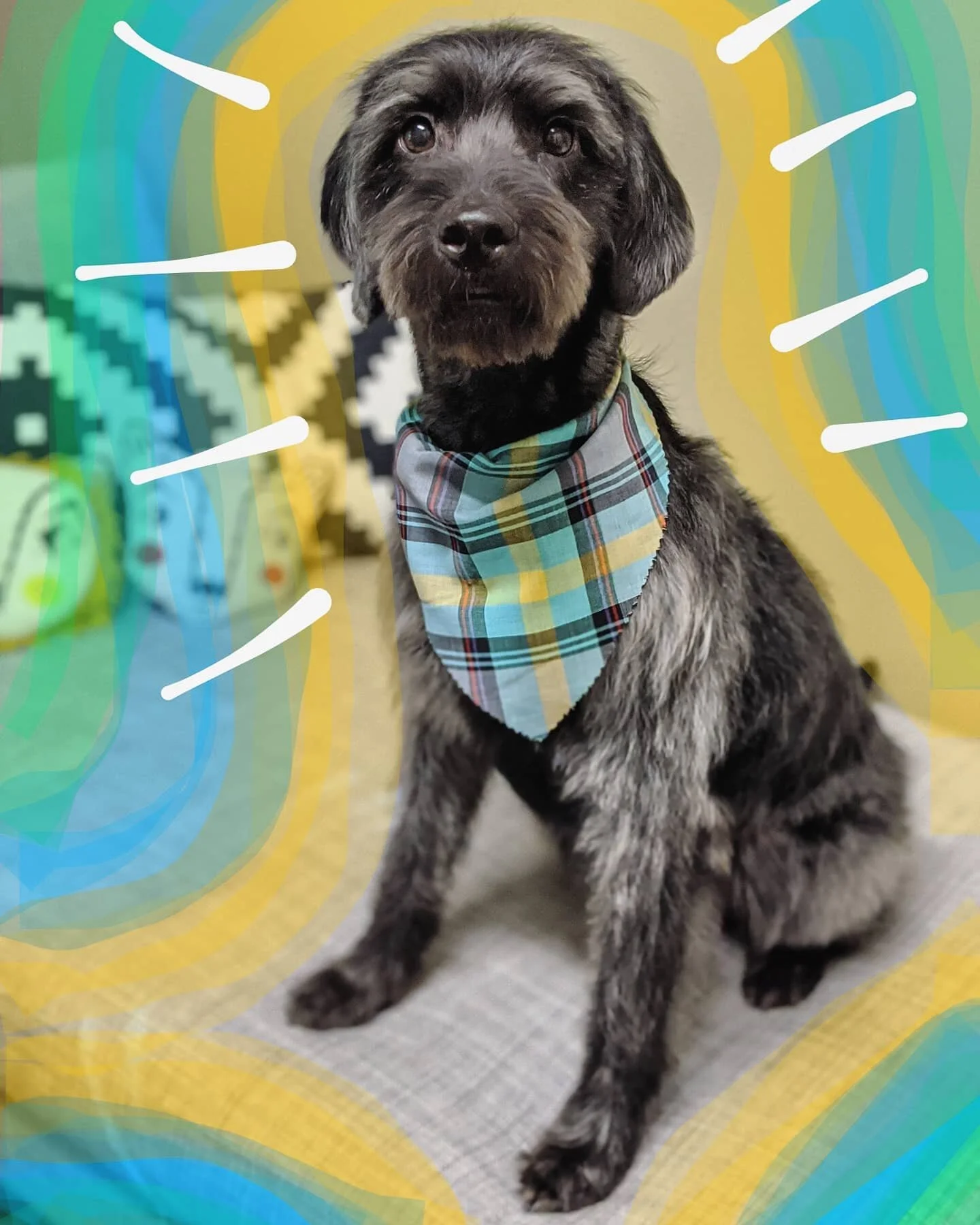 Duke cleans up well wouldn't you say? 
.
.
.
#minidoodle #labradoodle #doggrooming #letthembedogs #lowstress #fearfree #abbotsfordbc #fraservalley
